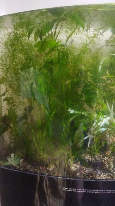 Сагитария мини, криптокарина, валиснерия,