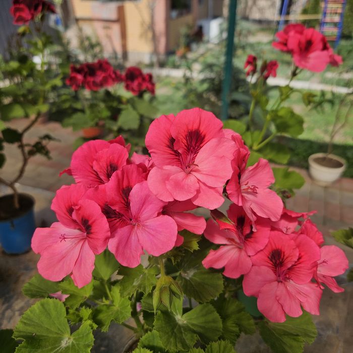 Цветы в горшках разные виды размеры разные ценыы