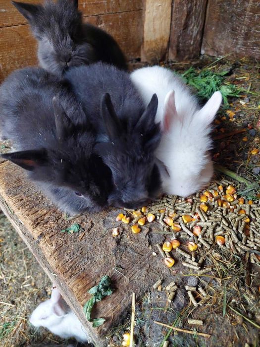 Iepurași cap de leu