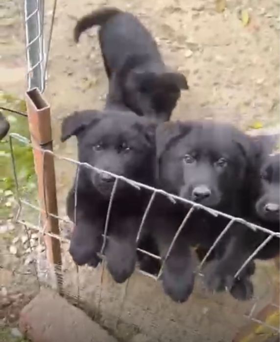 Ciobanesc german - Alsacian