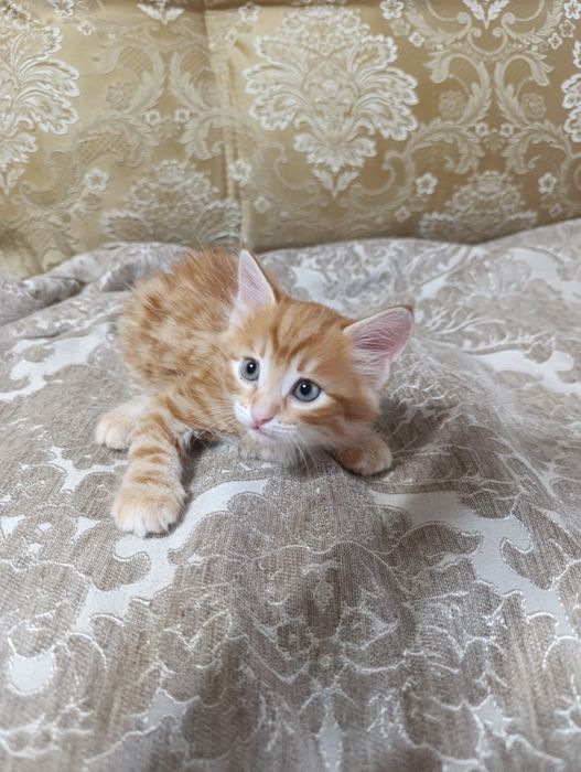 Котята отдам в добрые руки