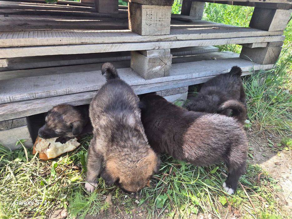 Отдам в добрый руки