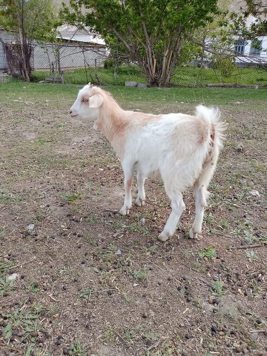 Продам молочных коз маленьких