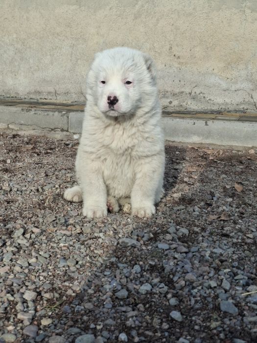 Продам щенка алабая девочка