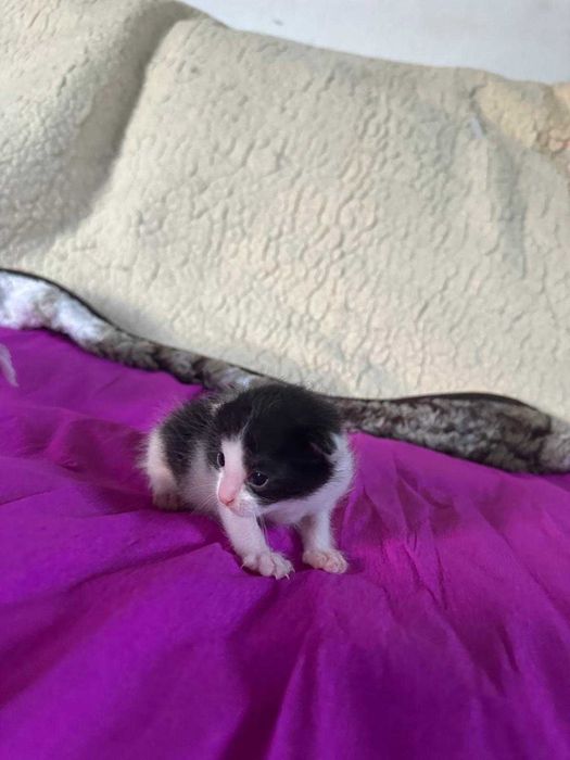 3 pisoi spre adoptie