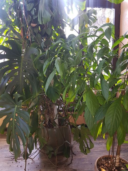 Комнатные растения