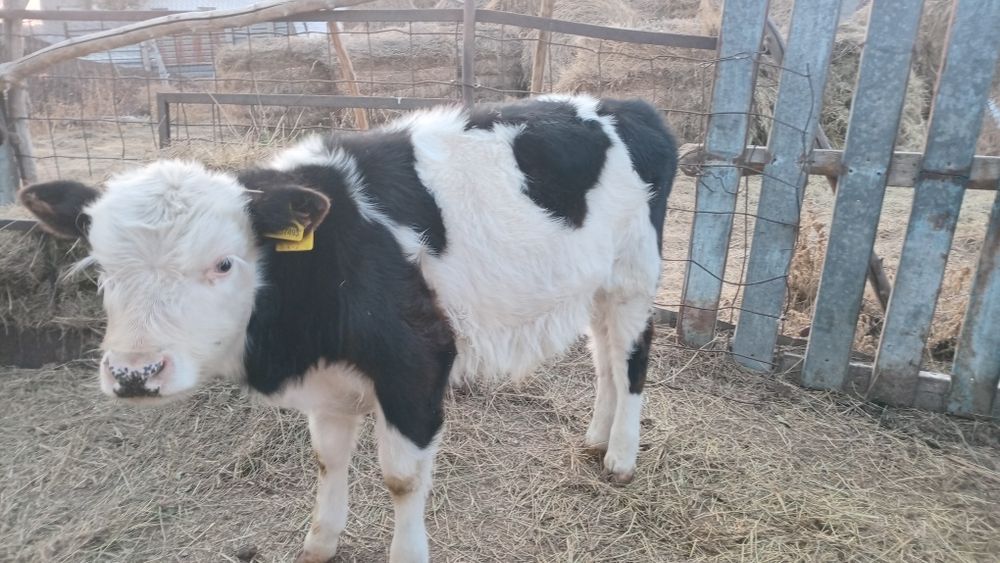 Букааа бычеккккк