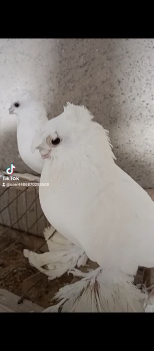 Например iphonehf