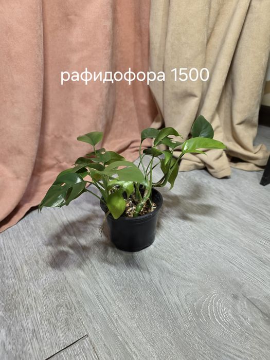 Комнатные растения