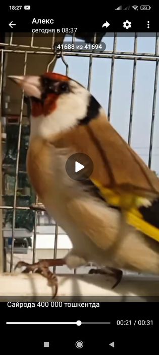 Черноголовый щегол