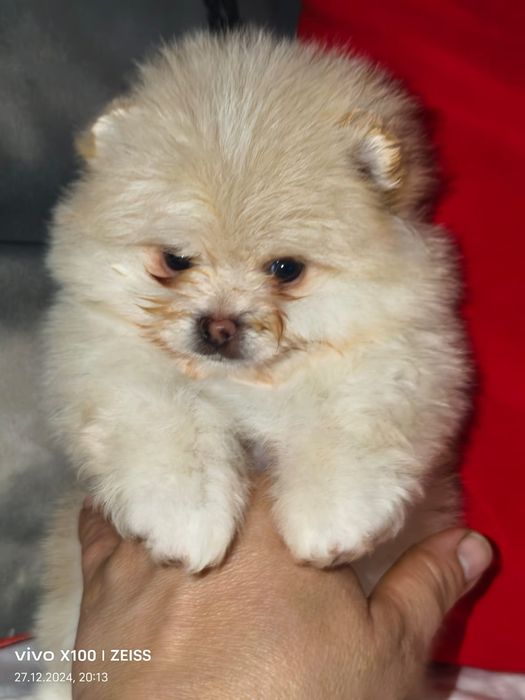 Продам щенков породы шпиц