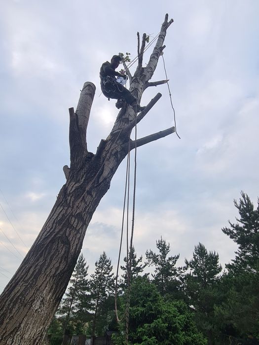 Спил деревьев обрезка плодовых