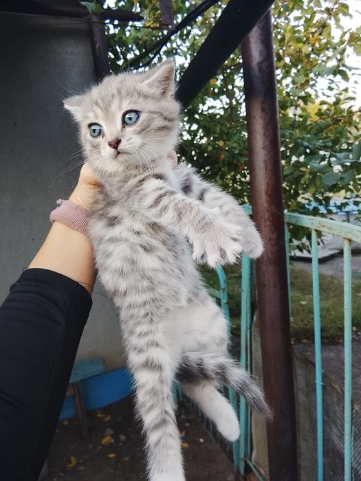 Продам котят 1,5 месяца