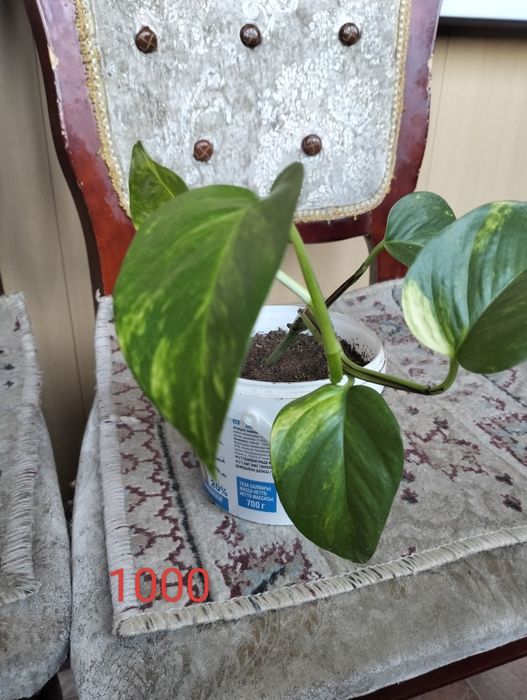 Комнатное растение Диффенбахия