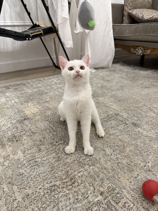 Котенок (мальчик)