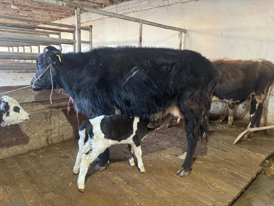 Қара Төбелі сауынды сиыр