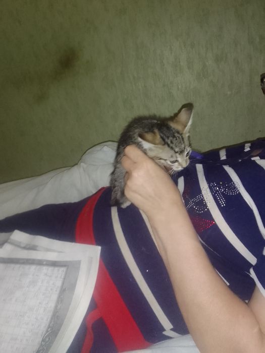 Отдам в хорошие руки,бесплатно