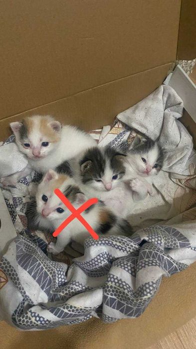 Отдам кошку и котят в хорошие руки