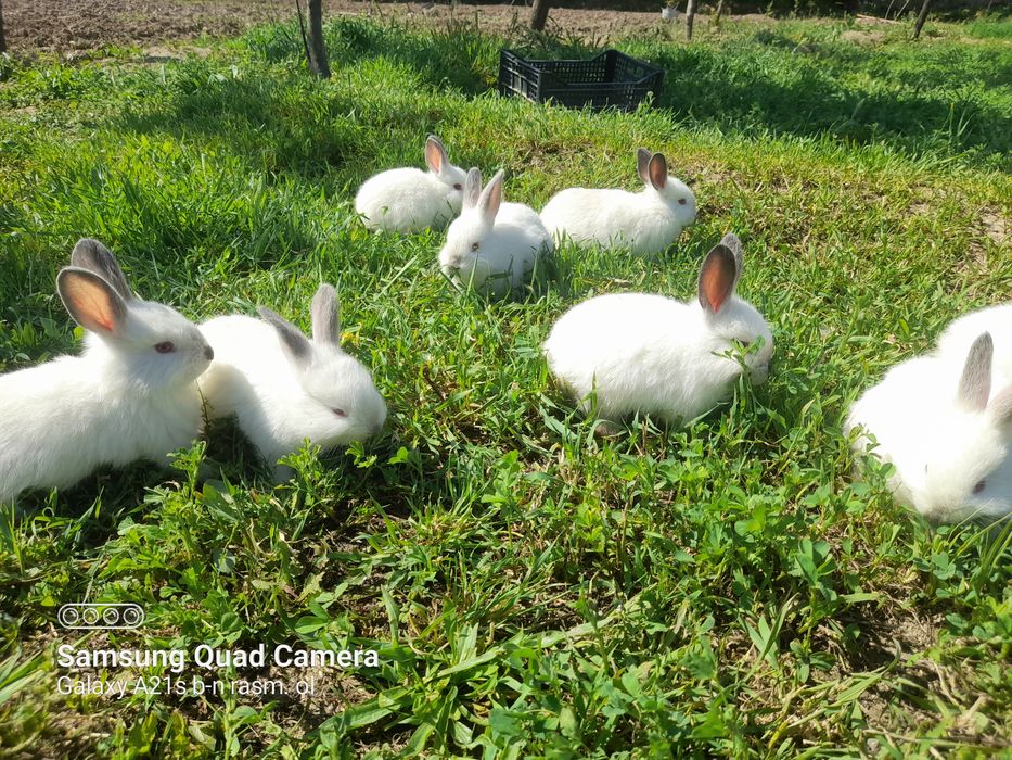 Kaliforniya bolalardan sotuvda bor