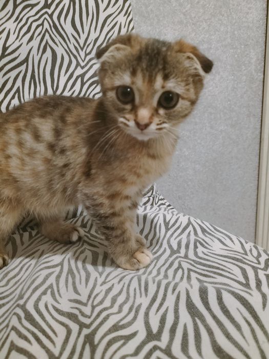 Отдам котенка !!!