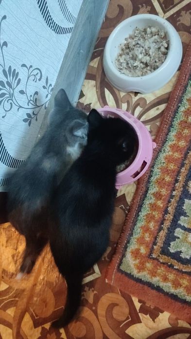 Котенок девочка.