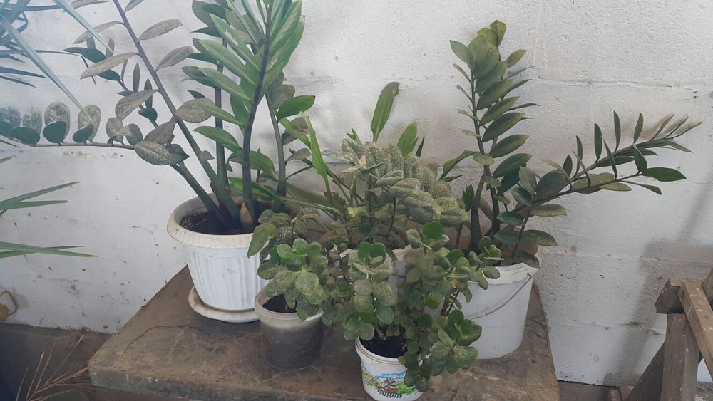 Цветы растение, пальмаьма, финики