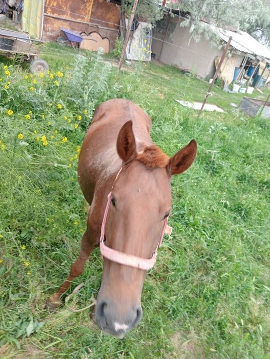 Продам кабылу бие сатам
