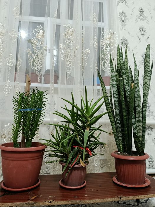 Продаются комнатные растения