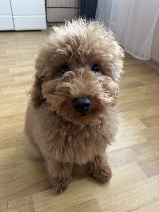 Пудел/ Мини пудел