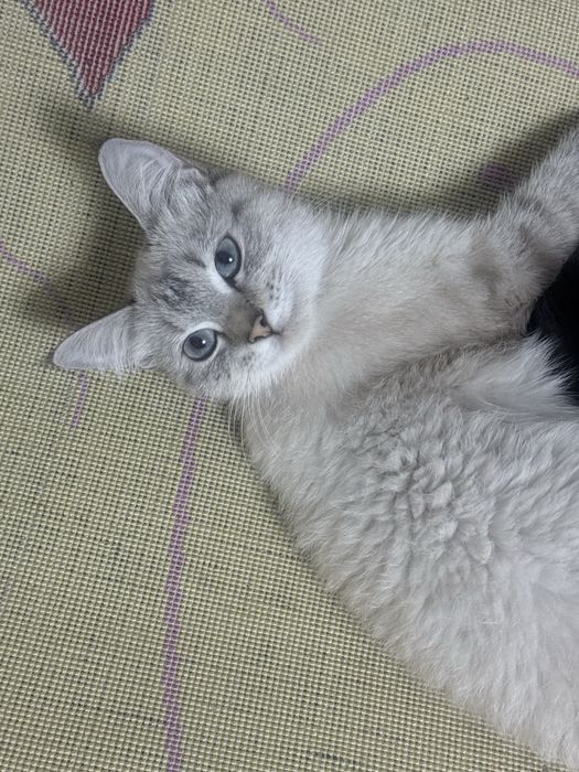 Отдам бесплатно