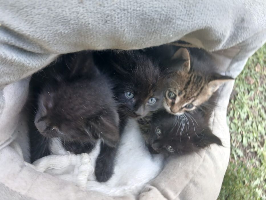 Продам котят мойнкун