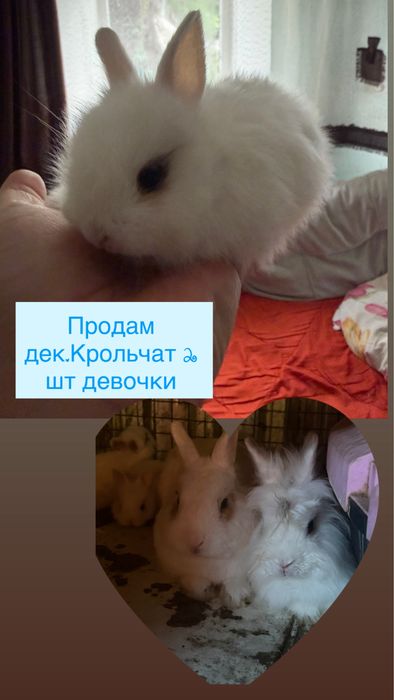 Продам декоративных крольчат