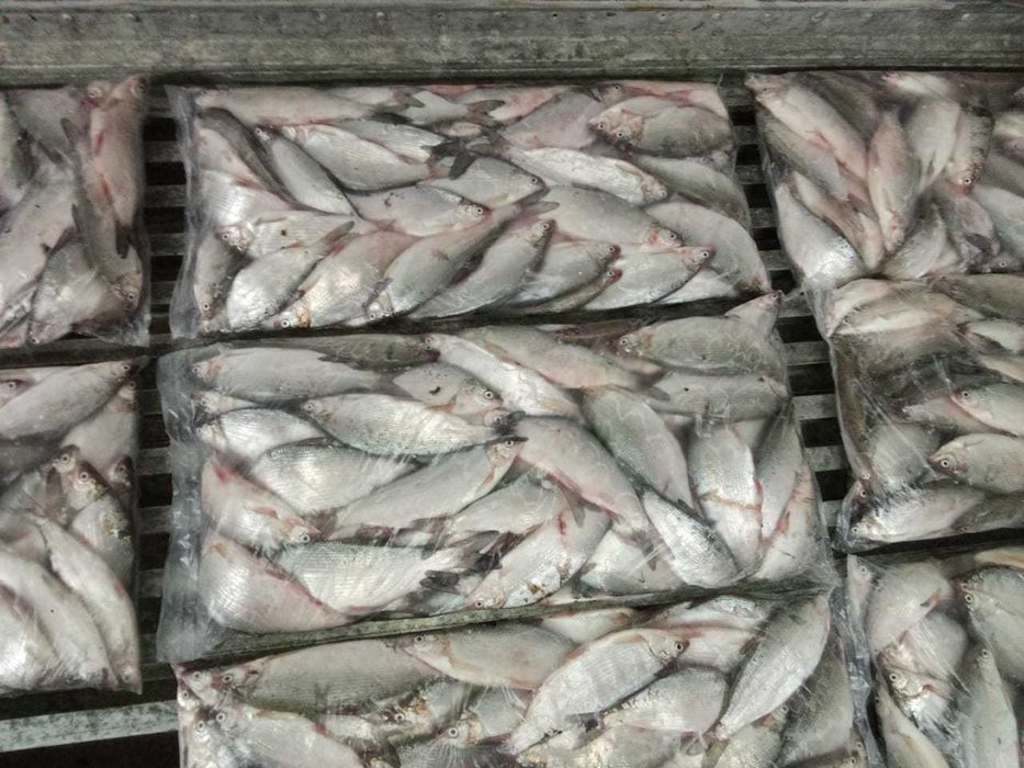 Пелядь свежемороженая