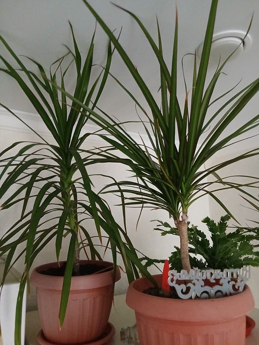 Драцена комнатные цветы