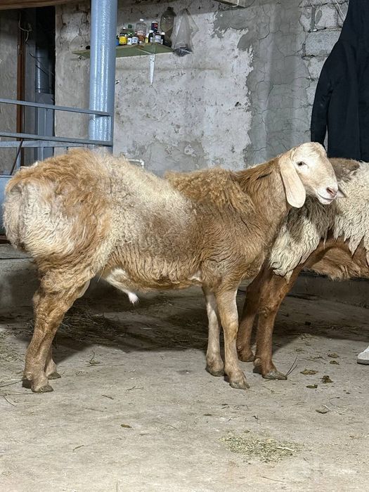 Qoy qochqor bor sotamiz toza