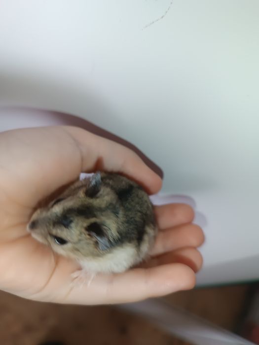 4 малыша джунгарских хомяка