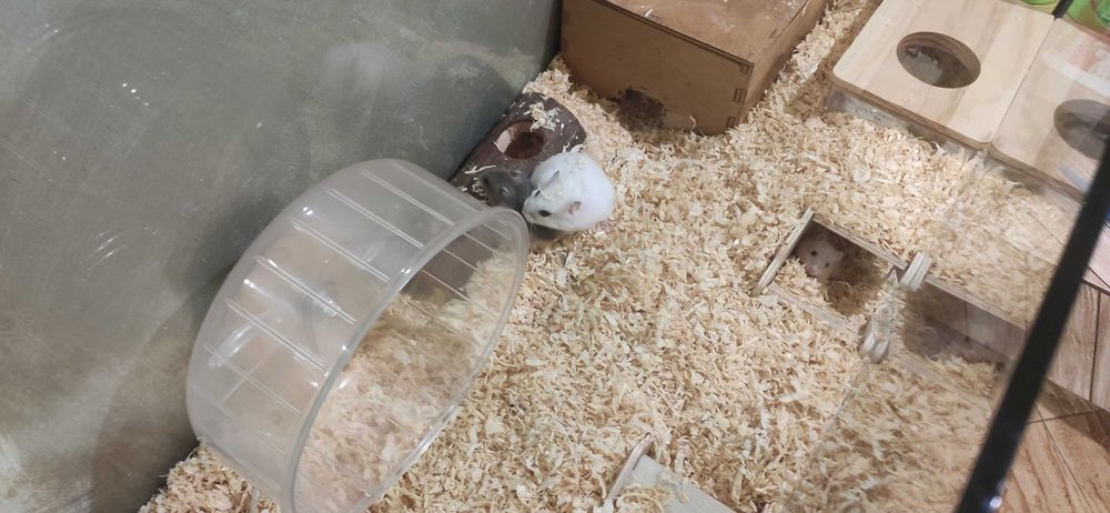 Мини хамстери..