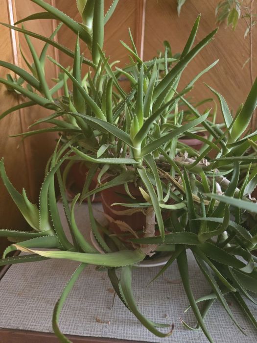 Продаю цветы в горшках (комнатные растения)