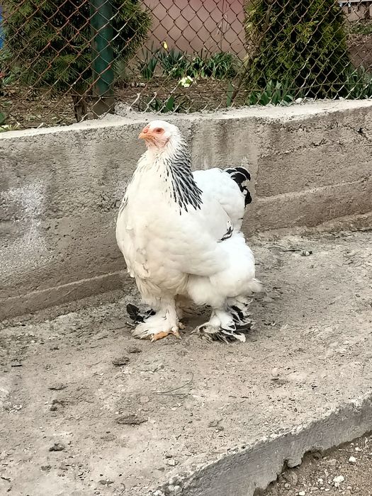 Familie gainiBrahma