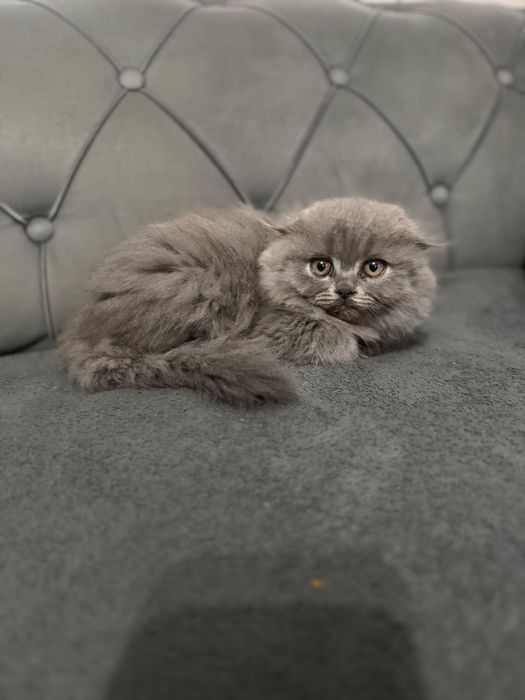 Vând pisică  Scottish Fold