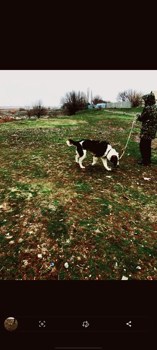 Алабаи ит сатылады