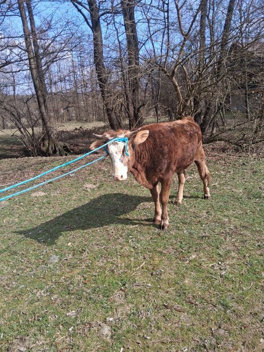 Două vițele de vânzare