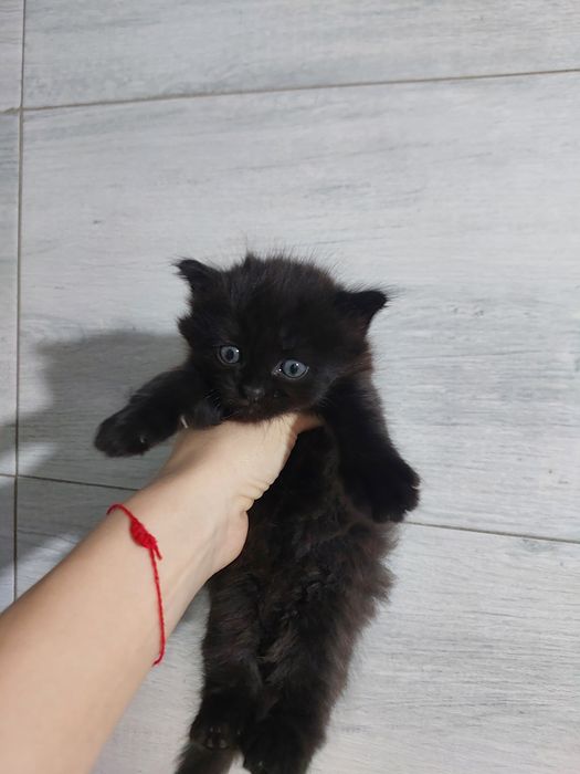 Продаются котята