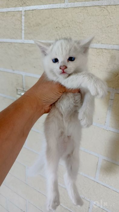 Продается котята