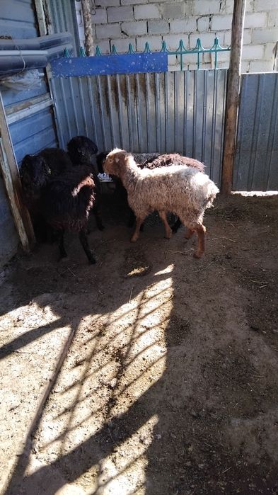 Тоқты сатылады жағдайы