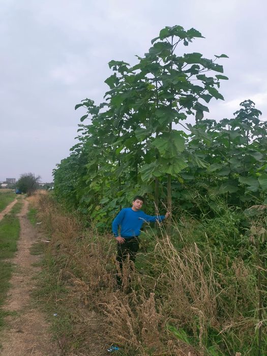 Павловния көшеттері павлония