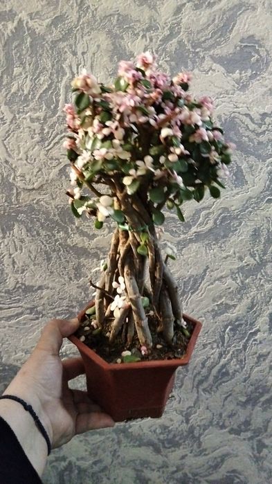 Продам денежное дерево