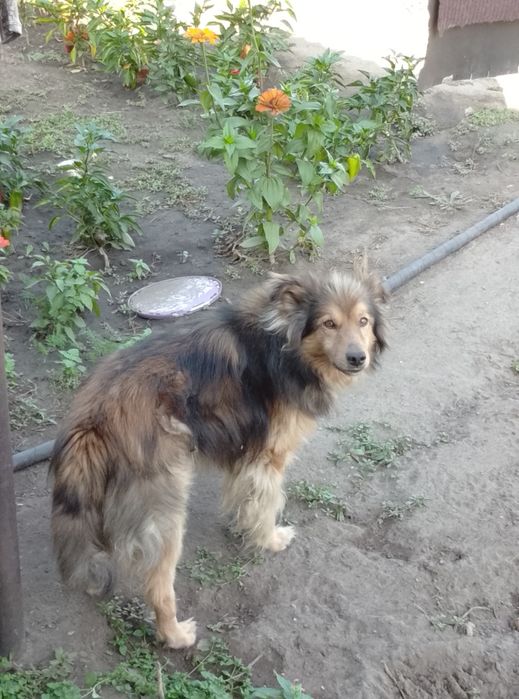 Отдам собаку в добрые руки