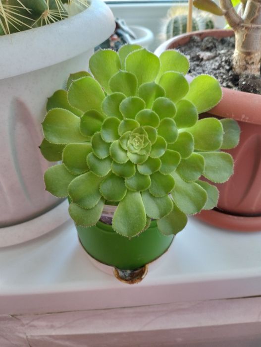 Распродажа комнатных цветов