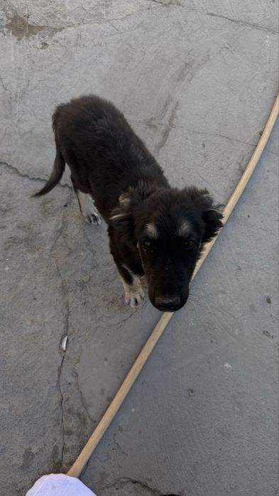 Щенок собака бесплатно